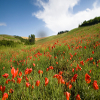 Poppy Fields, Tuscany, Italy